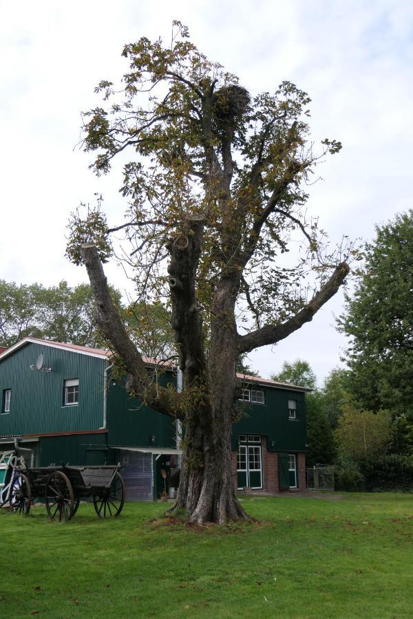 Ferienwohnung Weideglueck Osten Buitenkant foto